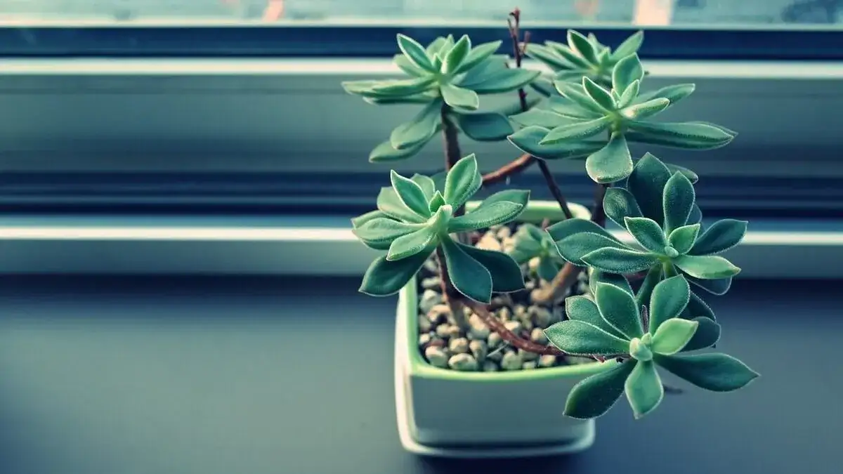 Jak stosować keramzyt w doniczce, aby uniknąć problemów z roślinami