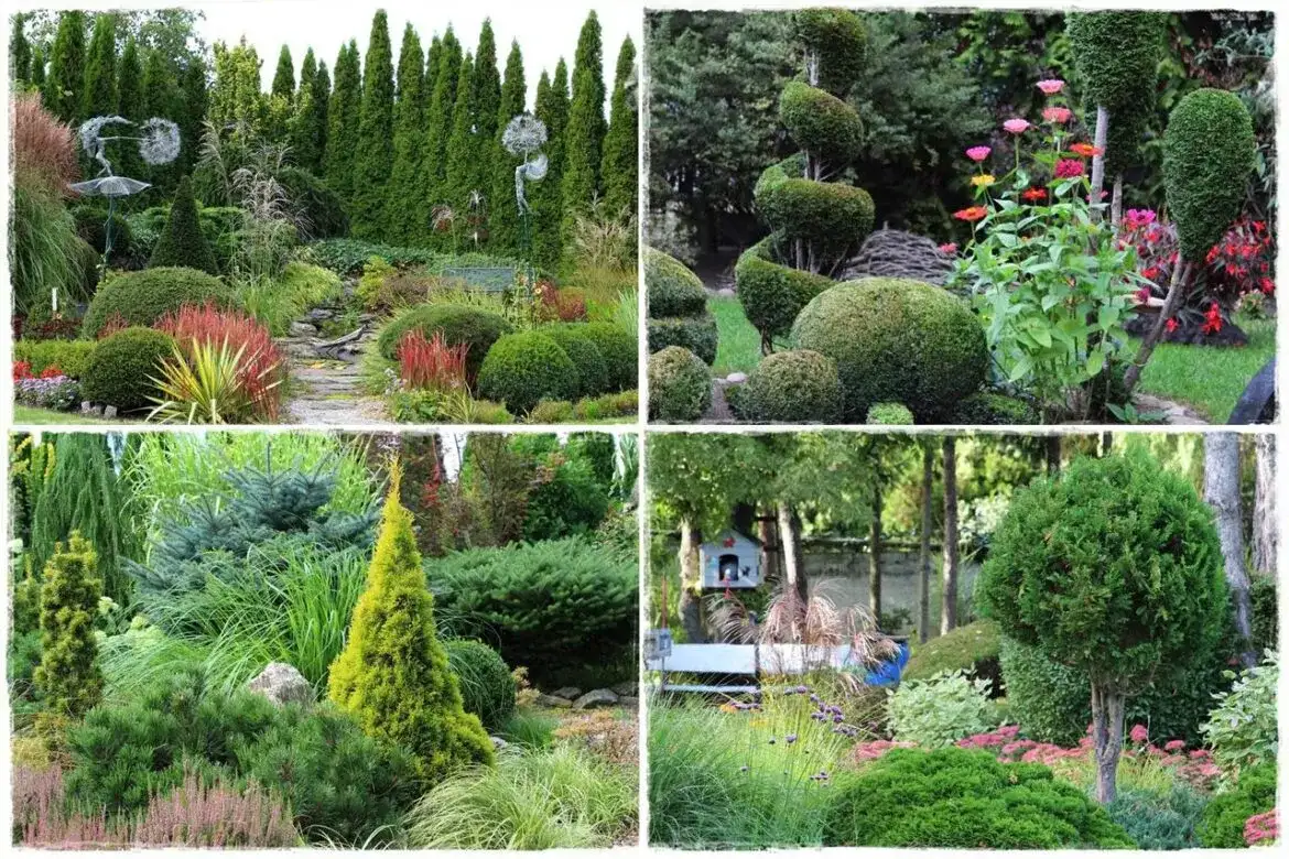 Ogród z tujami: Jak stworzyć zieloną oazę? 6 wskazówek