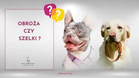 Obroża czy szelki dla psa – co wybrać dla bezpieczeństwa i komfortu?