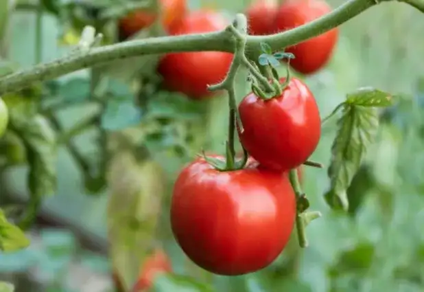 Pomidory polne jak uprawiać: unikaj najczęstszych błędów i ciesz się plonami