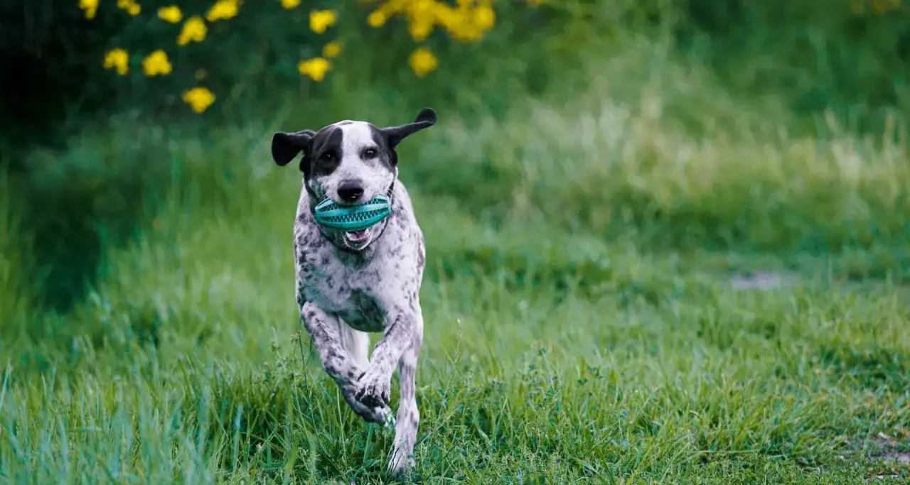 Jak działa tabletka na kleszcze i jak skutecznie chroni Twojego psa