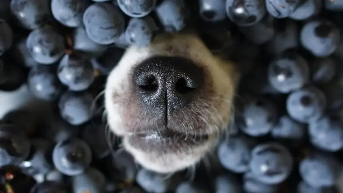 Czy pies może jeść borówki amerykańskie: Poznaj bezpieczne dawkowanie