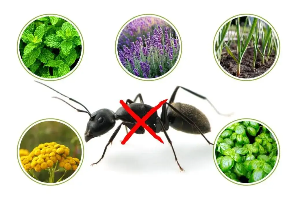 Rośliny odstraszające mrówki w ogrodzie: naturalna ochrona kwiatów