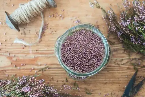 Kwiat jak przyprawa: odkryj niezwykłe smaki jadalnych kwiatów