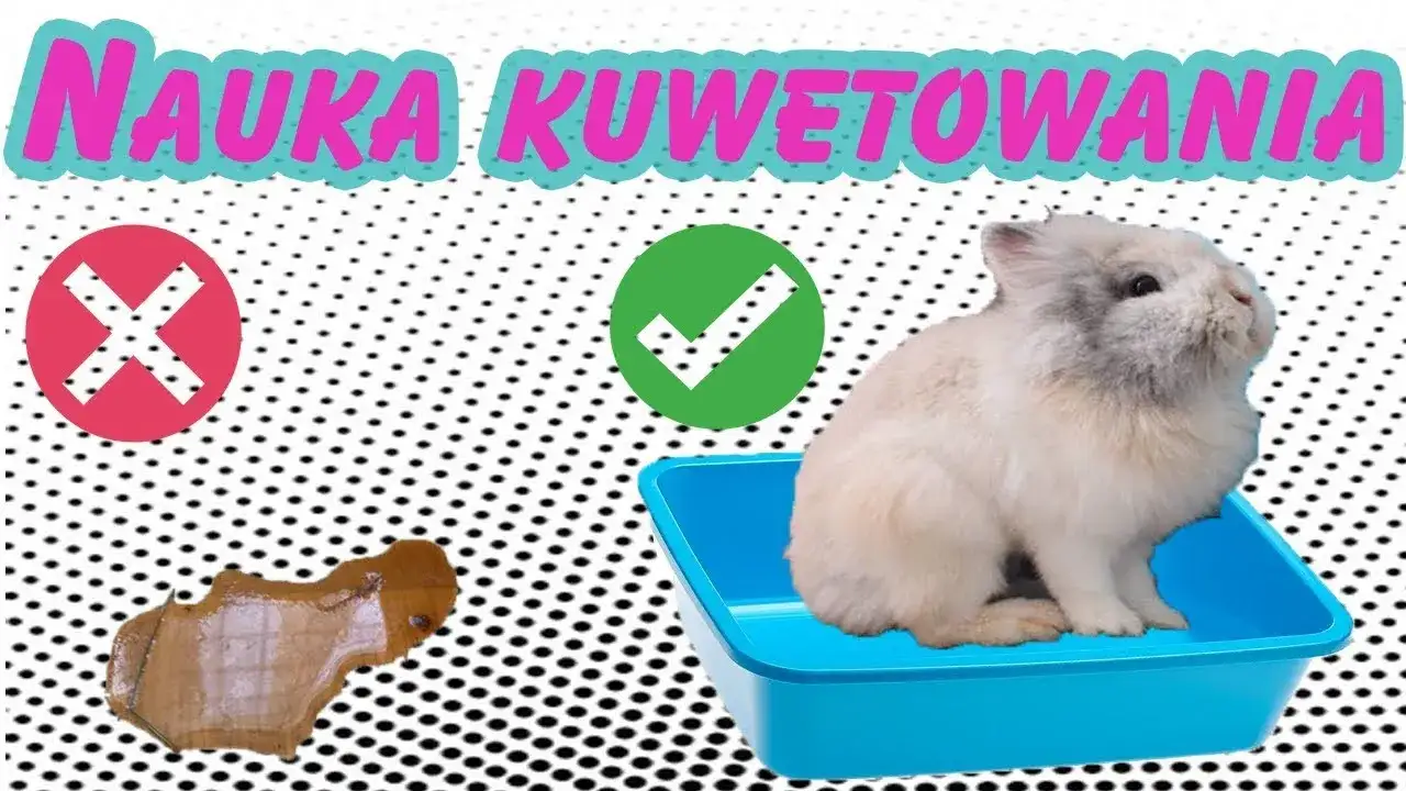 Jak nauczyć królika załatwiać się do kuwety bez frustracji i stresu