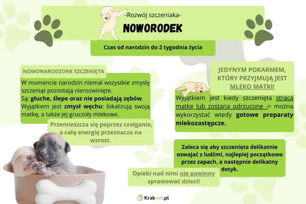 Kiedy oddzielić szczeniaka od matki? Optymalny wiek i skutki pośpiechu