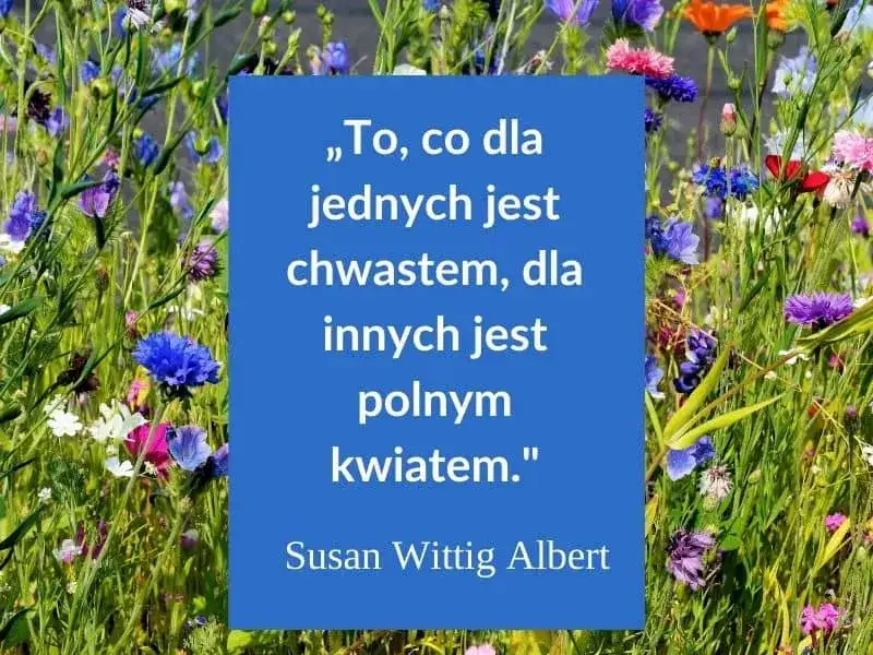 Najbardziej inspirujące cytaty i aforyzmy na miłego dnia, które poprawią humor