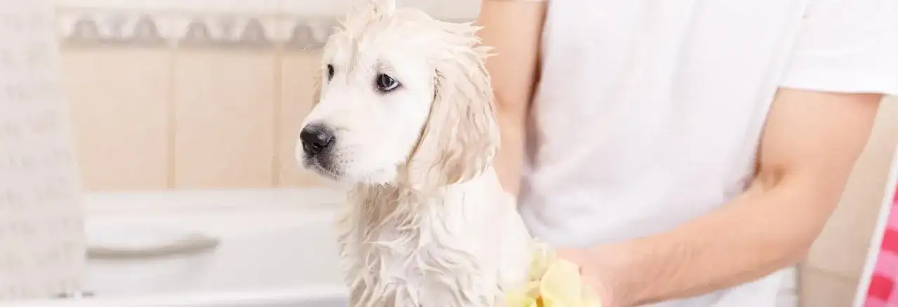 Kąpiel 8-tygodniowego szczeniaka: Kiedy i jak bezpiecznie to zrobić?