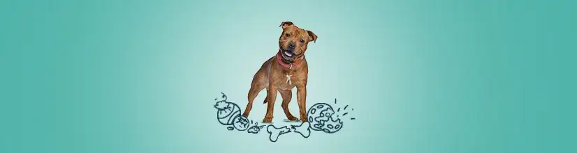 Najlepsze niezniszczalne gryzaki dla psa: 5 polecanych modeli na lata