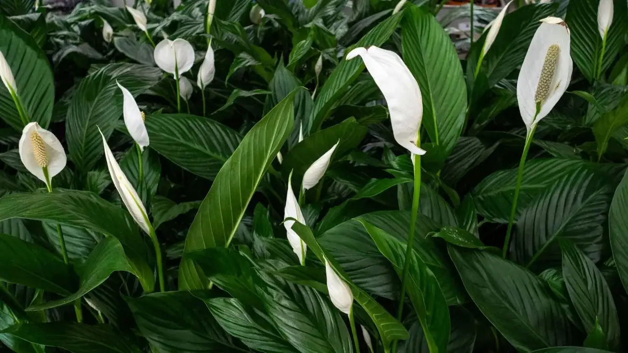 Jak uprawiać skrzydłokwiat: proste sposoby na zdrową roślinę w domu