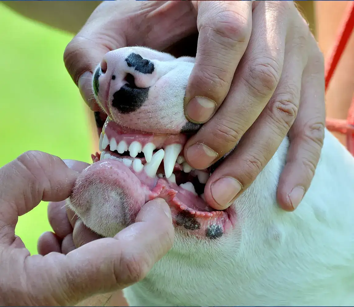 Kiedy szczeniak zmienia zęby: Etapy rozwoju i zmiany zębów