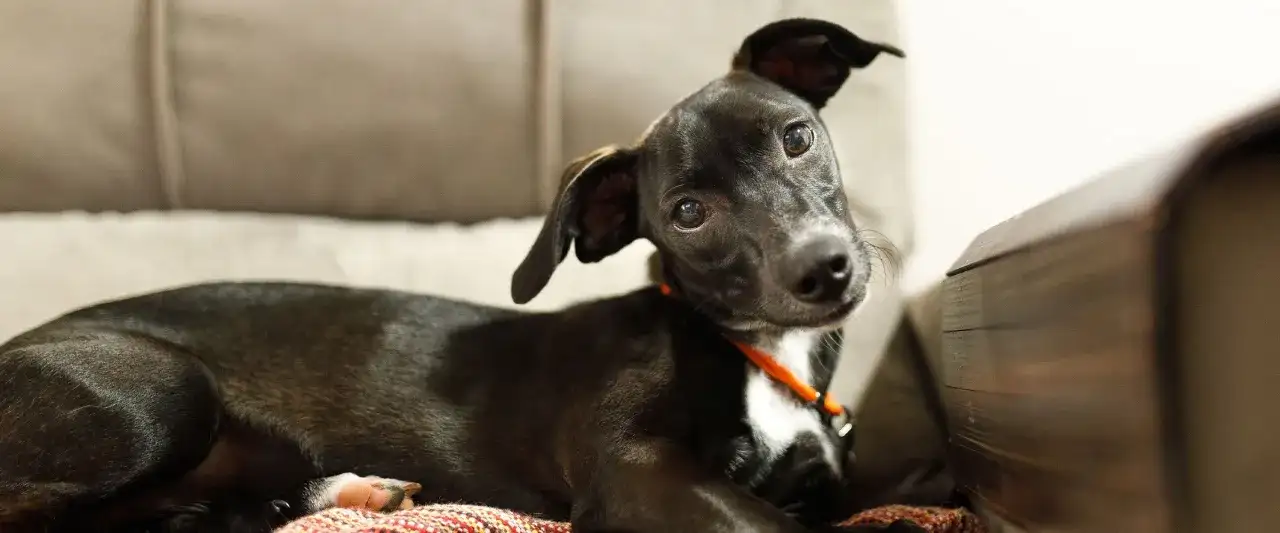 Jak długo rośnie szczeniak? Odkryj, kiedy osiągnie pełny wzrost