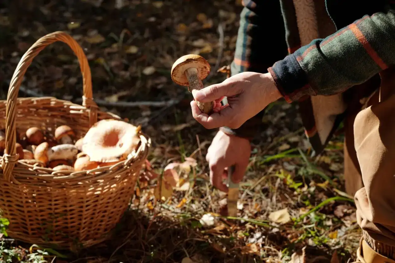 Co oznacza sennik widzieć grzyby prawdziwki - kompletna interpretacja snu