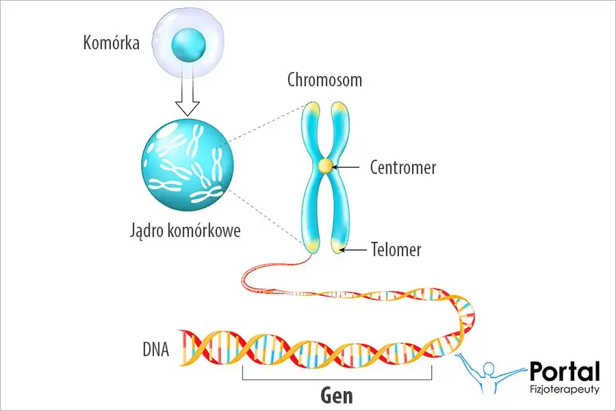 Gen: Co to jest? Od DNA do cechy kompletny przewodnik.