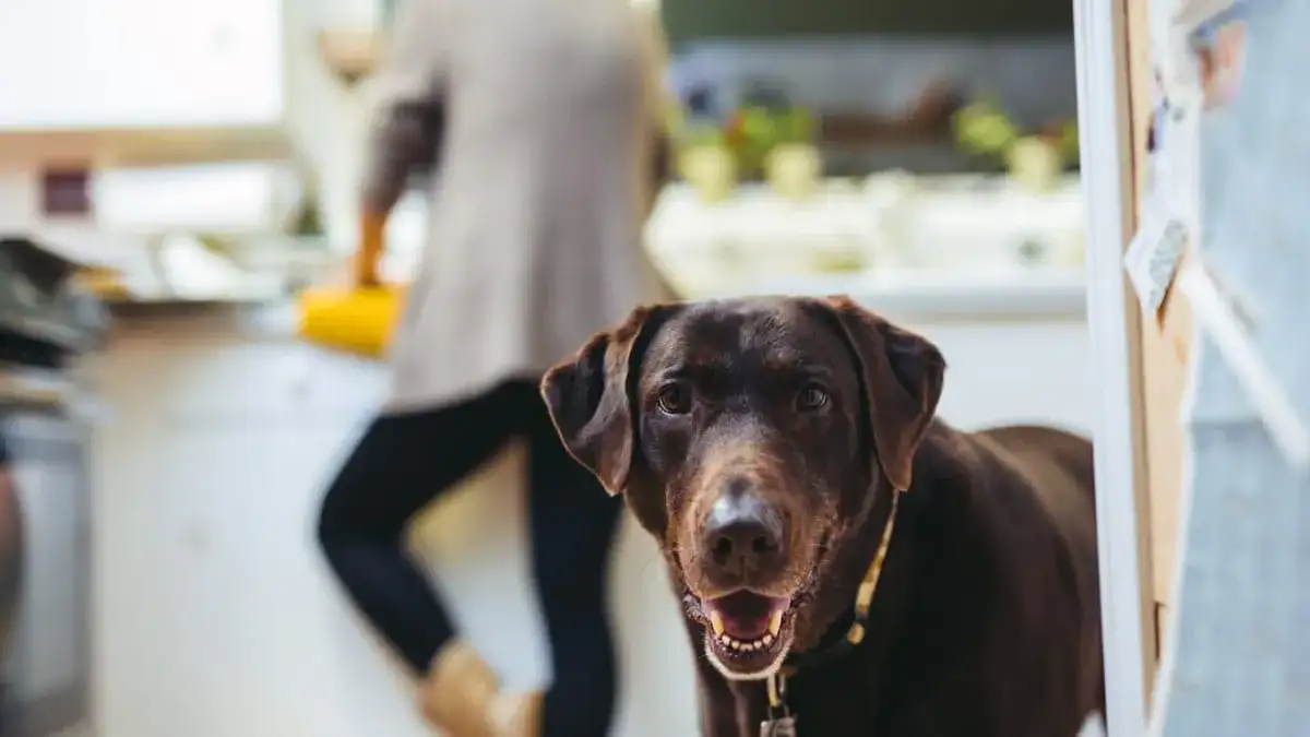 Czy pies może jeść kaszę? Sprawdź, które są bezpieczne i zdrowe