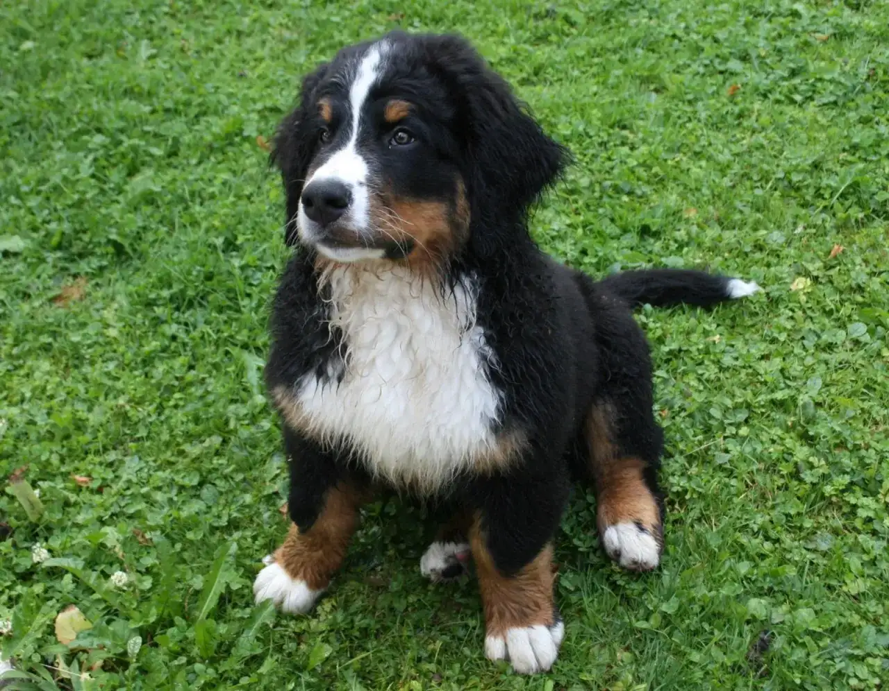 Kiedy można oddać szczeniaki, aby uniknąć problemów behawioralnych?