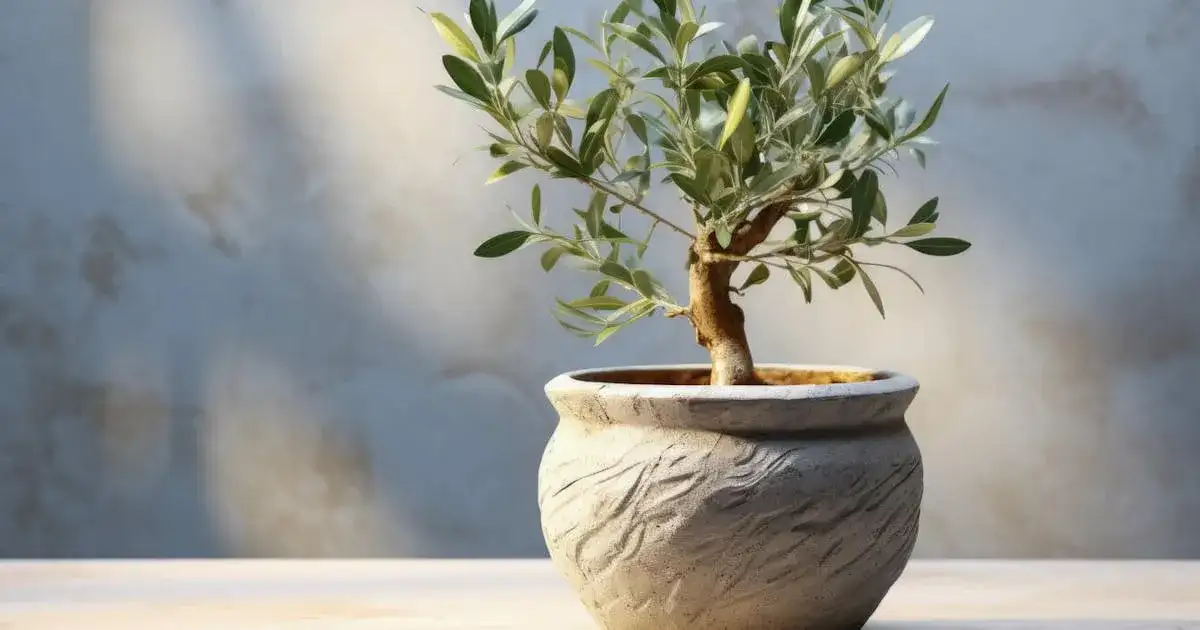 Jak uprawiać oliwkę w doniczce? Sekrety śródziemnomorskiej pielęgnacji