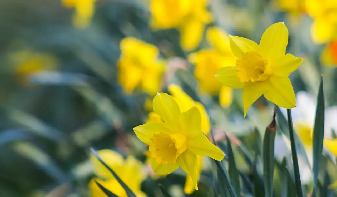 Kiedy kwitnie narcyz? Poznaj najlepsze terminy i odmiany kwiatów