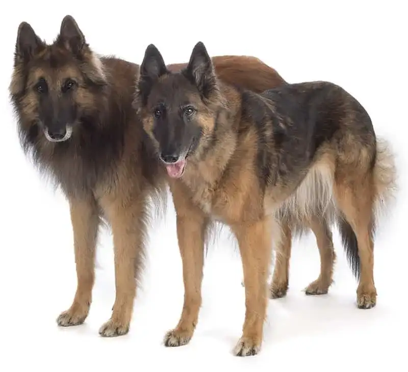 Pies czy suka owczarka niemieckiego? Kluczowe różnice i koszty