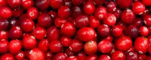 Czy pies może jeść suszoną żurawinę? Bezpieczne porcje i ryzyko