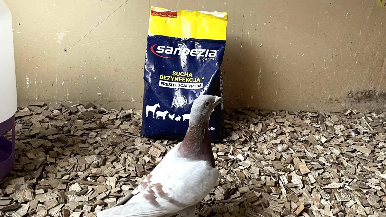 Czym odrobaczać gołębie, aby skutecznie pozbyć się pasożytów?