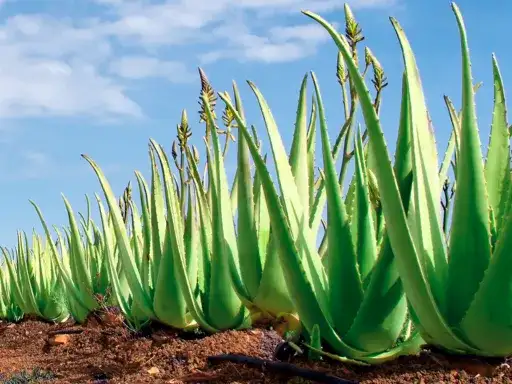 Jak posadzić aloes - proste sposoby na zdrową roślinę w domu