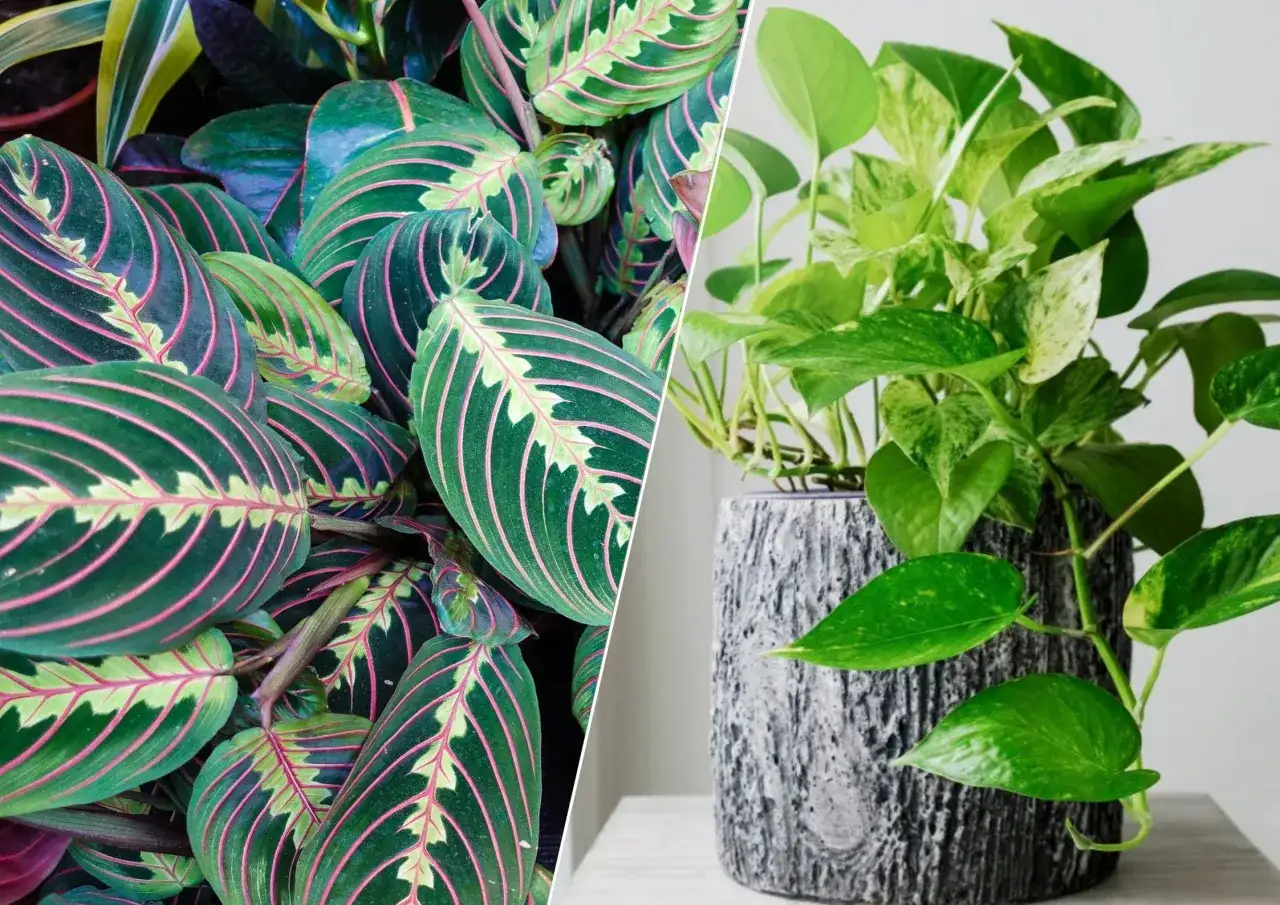 Jaki kwiat do przedpokoju? 8 najlepszych roślin do ciemnych wnętrz