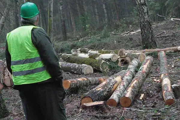 Kradzież drzewa z lasu - gdzie zgłosić i jak uniknąć problemów