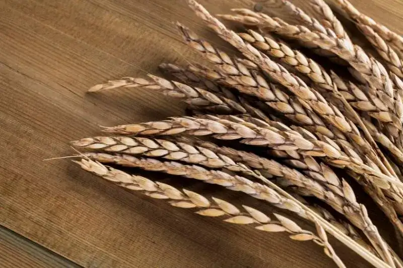 Mąka orkiszowa ciemna do czego? Sprawdź jej wyjątkowe zastosowania