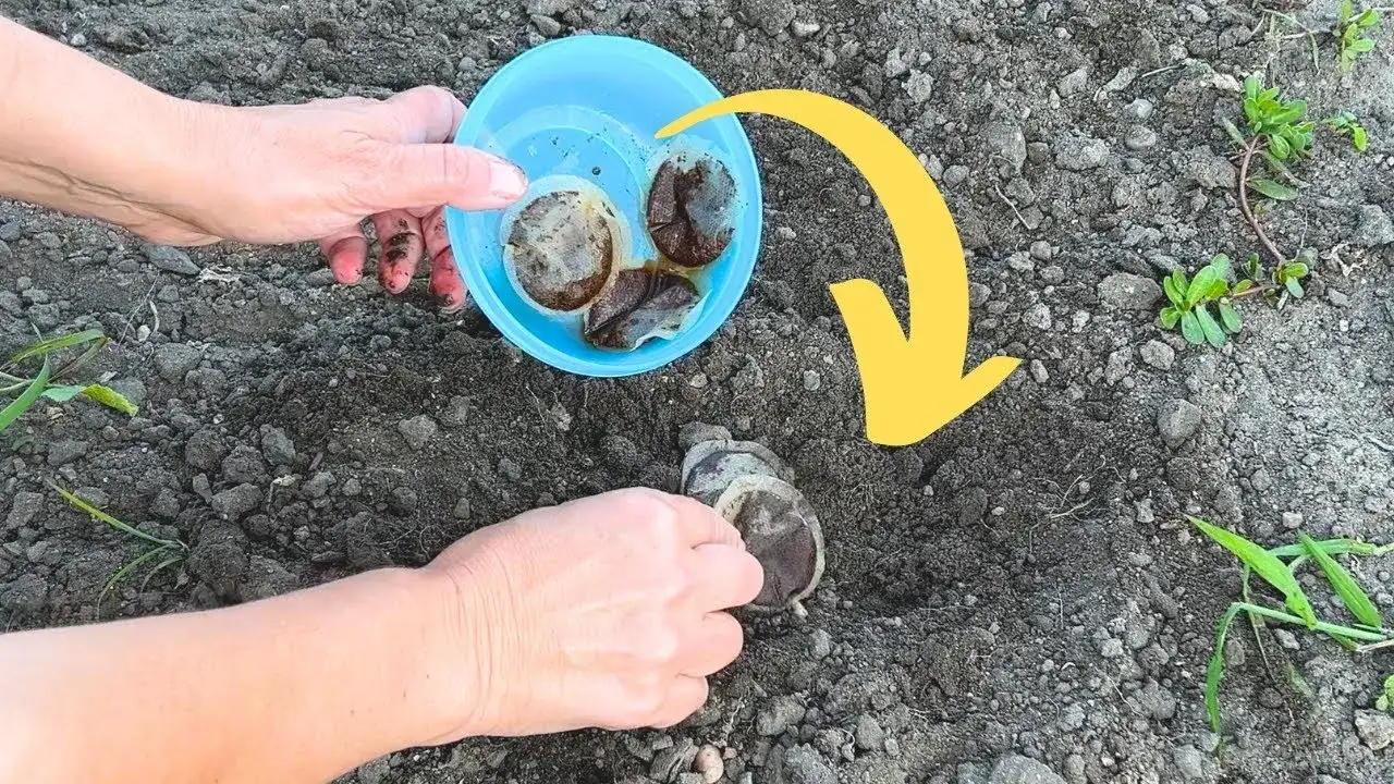 Jak wykorzystać przeterminowaną herbatę? Praktyczne i zaskakujące zastosowania