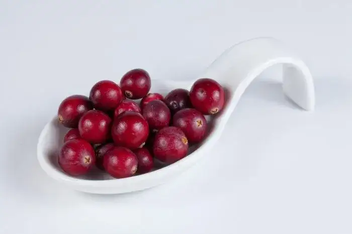 Czy żurawina dla psa jest bezpieczna? Korzyści i ryzyko