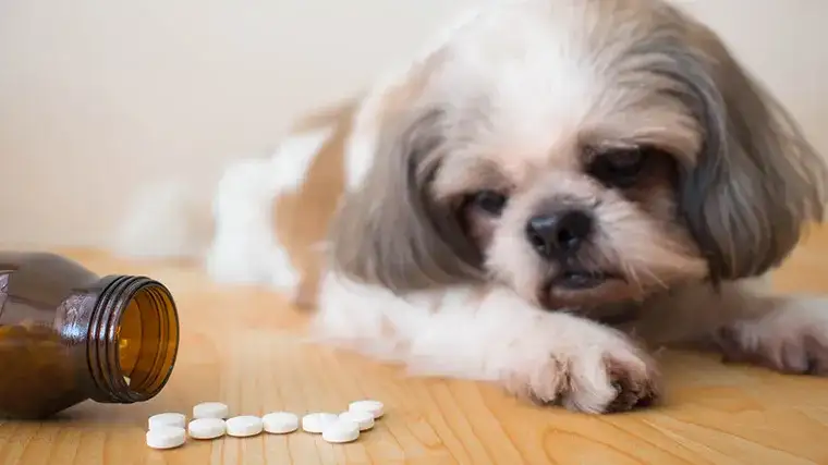 Jak podawać psu tabletki na odrobaczanie bez stresu i oporu