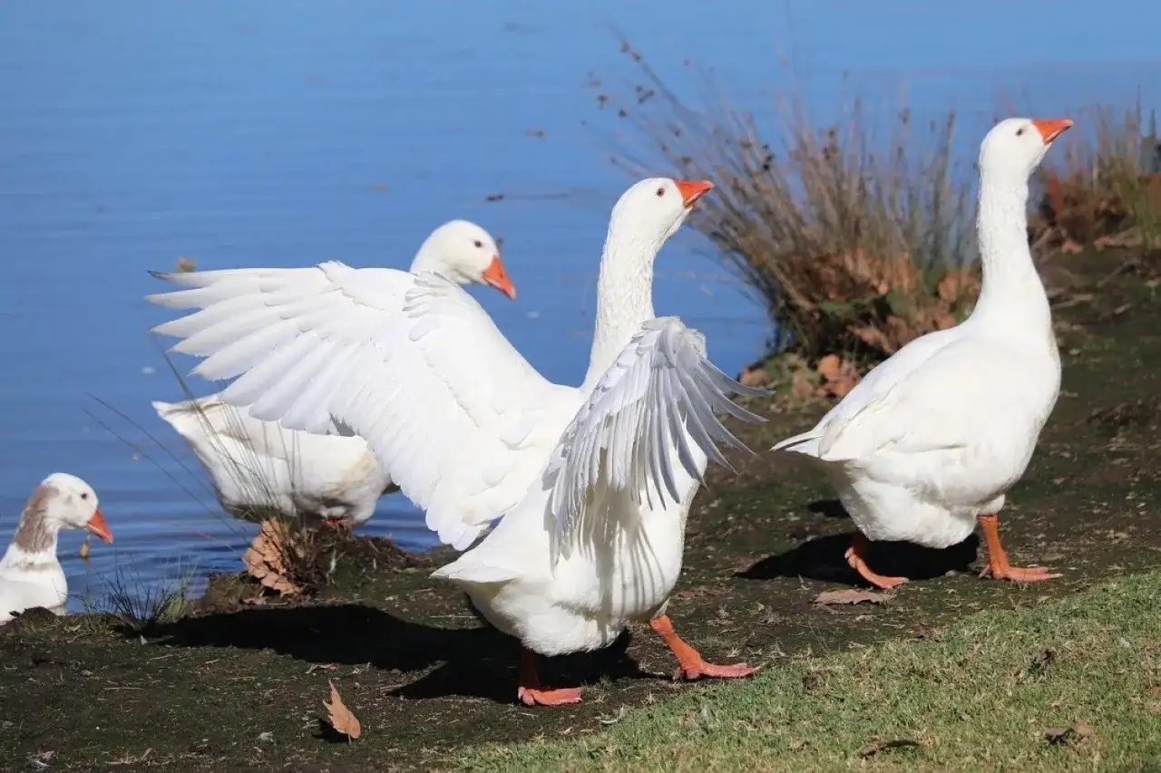 Hodowla gęsi czy się opłaca? Odkryj zyski i koszty tej działalności