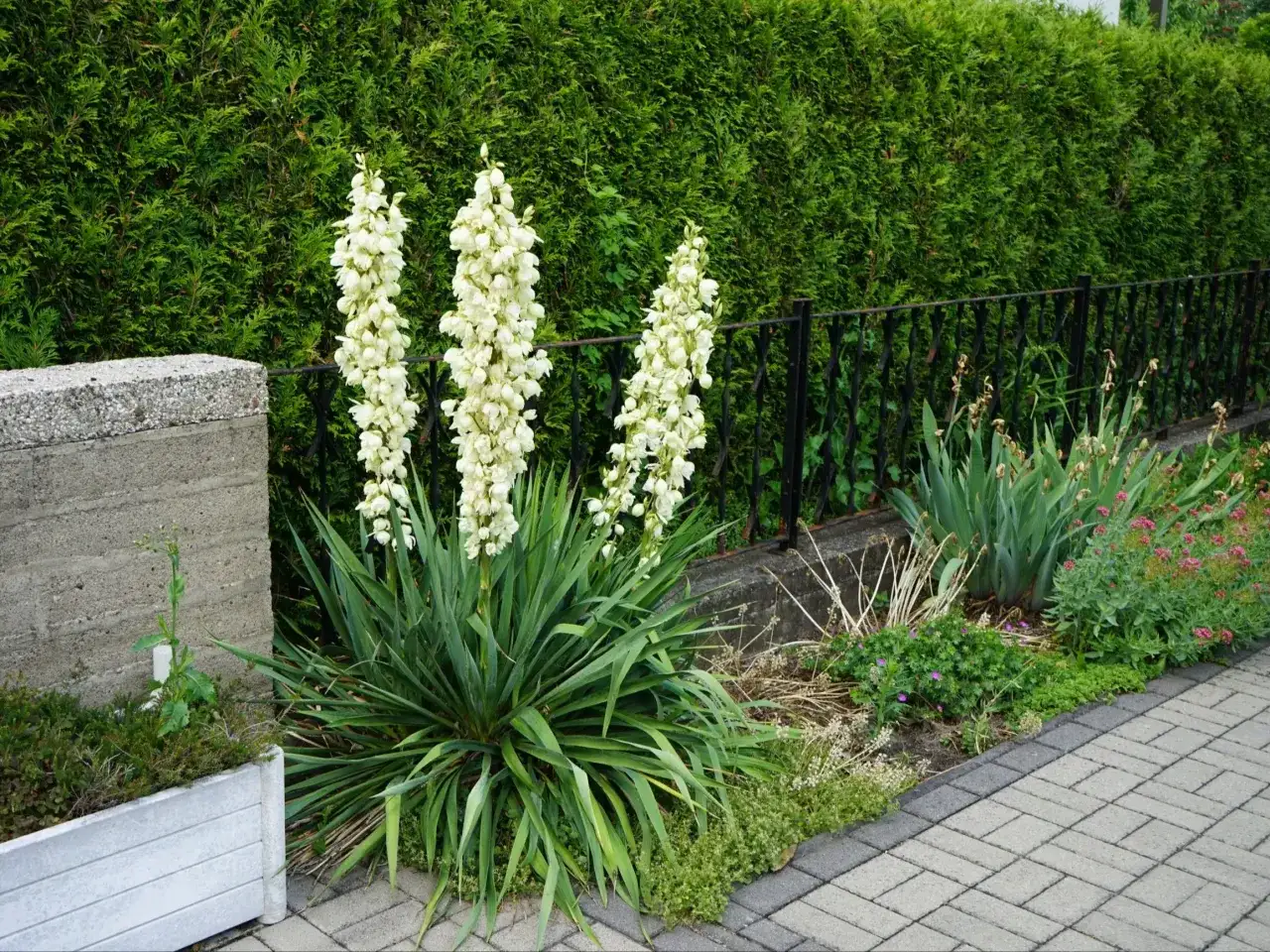 Jak kwitnie juka domowa i co zrobić, aby zakwitła w domu?