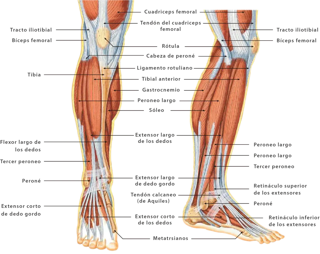 Todo lo que necesitas saber sobre el músculo de piernas y su función