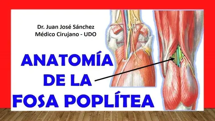 Todo sobre el músculo poplíteo: anatomía, función y lesiones comunes