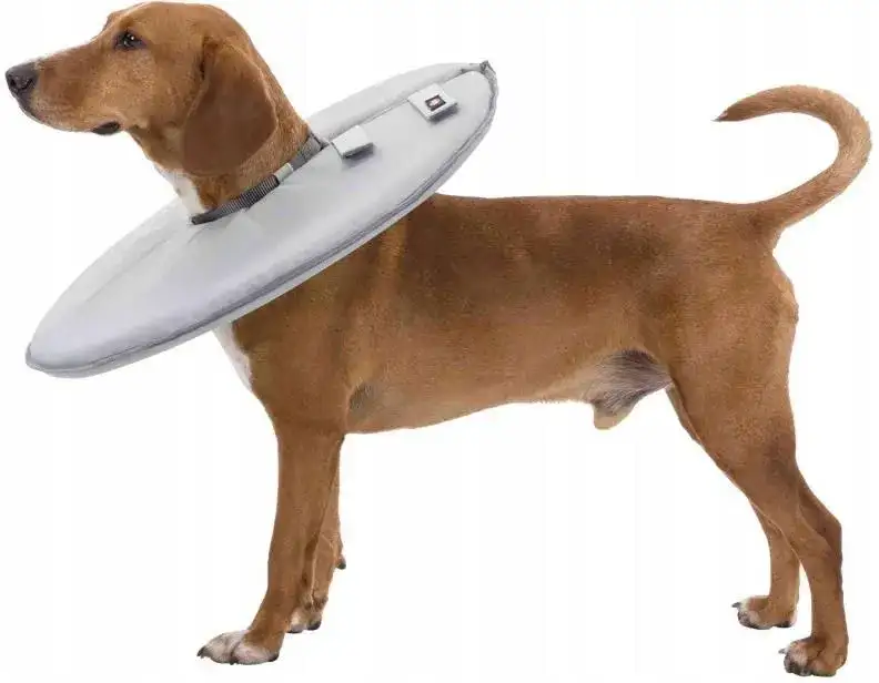 Ile kosztuje kołnierz dla psa? Ceny, typy i wybór idealnego!