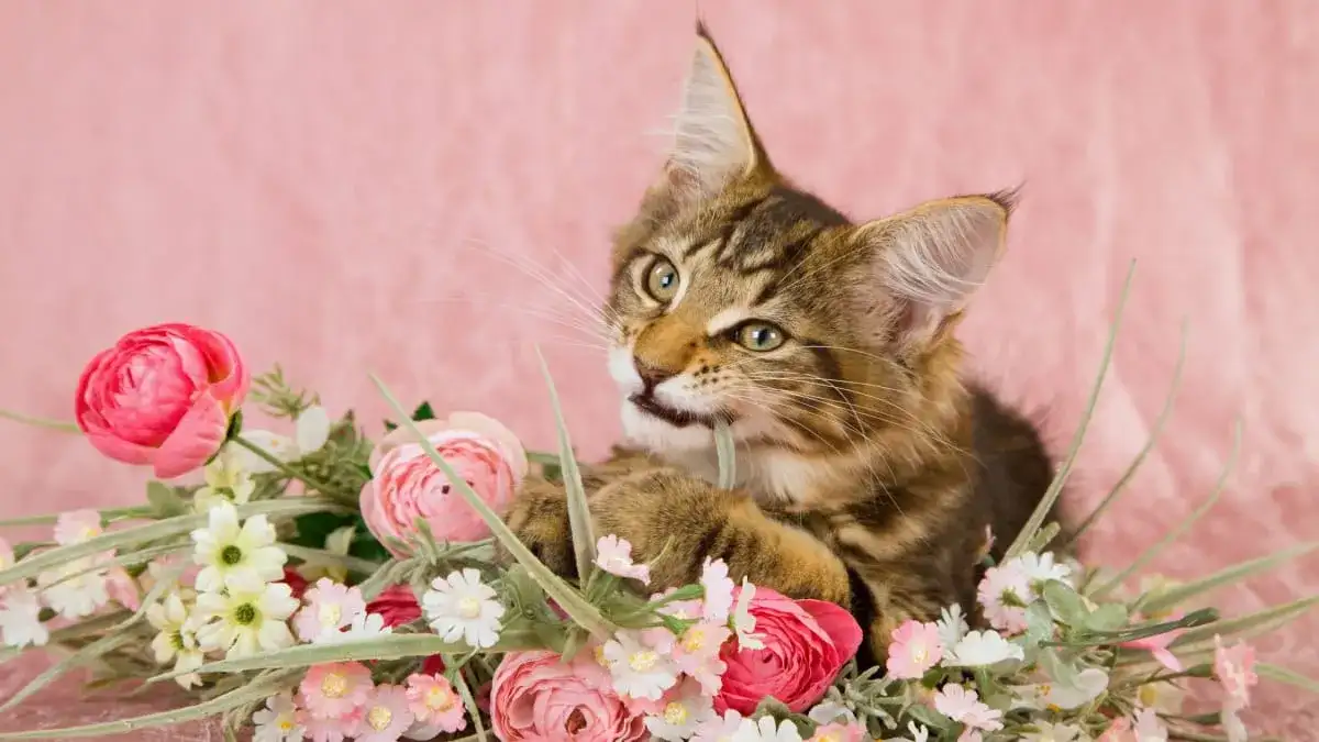 Czy róże są trujące dla kota - poznaj prawdę o bezpieczeństwie pupila