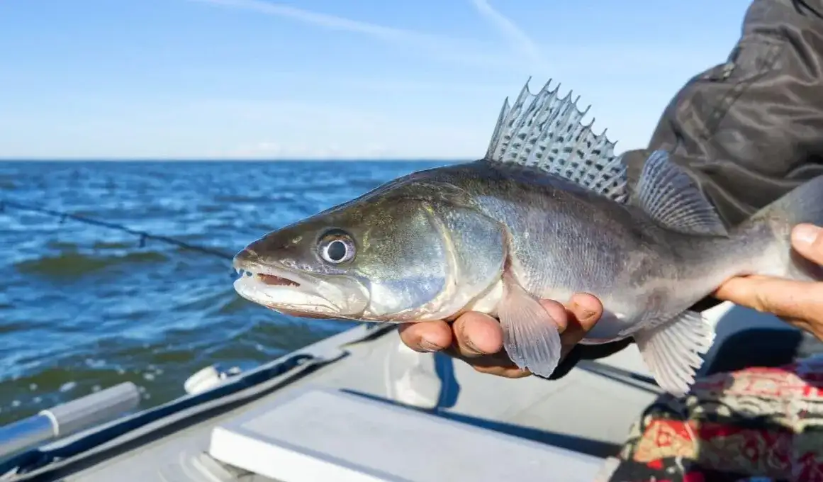 Rybka służąca jako przynęta – najlepsze ryby, które złowią każdego wędkarza