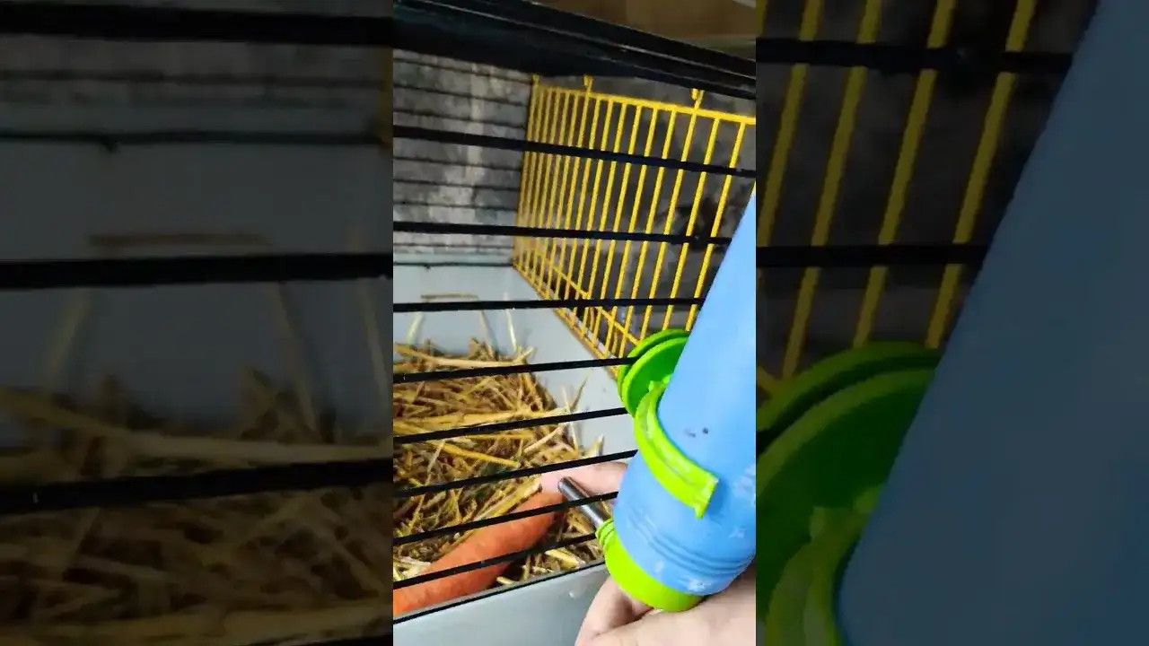 Jak nauczyć królika pić z poidełka i uniknąć problemów z nawadnianiem