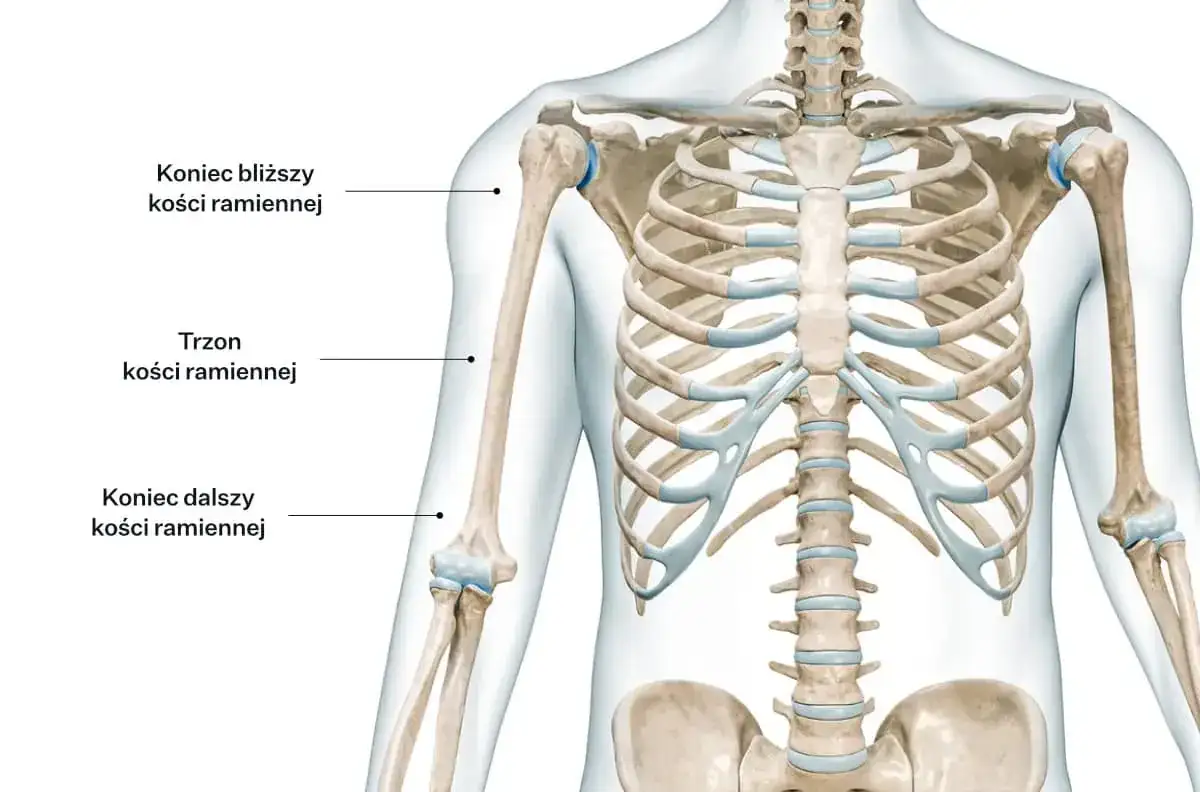 Rehabilitacja kości ramiennej: Ile trwa powrót do sprawności?