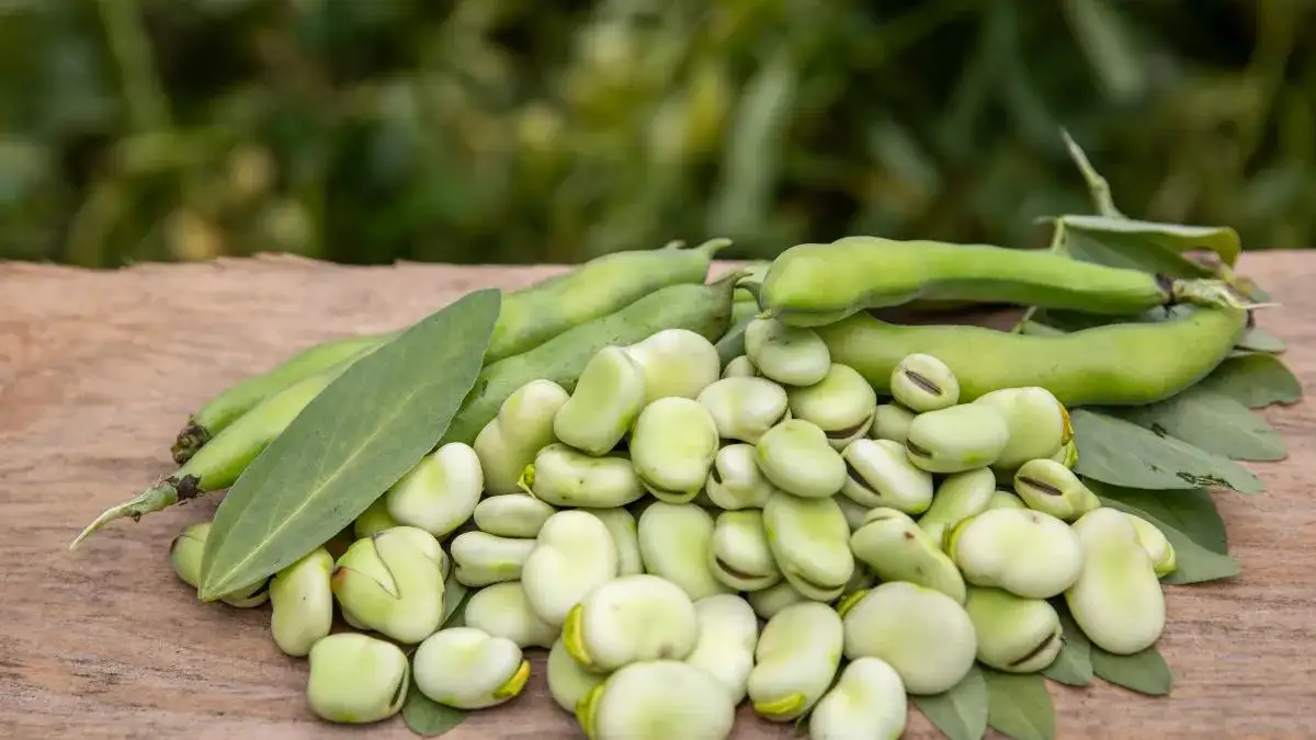 Kiedy jest sezon na bób - uniknij wysokich cen i ciesz się smakiem