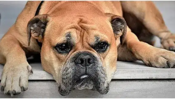 Czy pies może jeść czosnek? Poznaj niebezpieczeństwa dla zdrowia psa