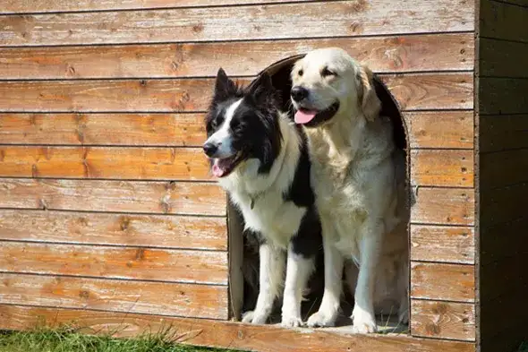 Czy golden retriever może mieszkać w budzie? Oto co musisz wiedzieć