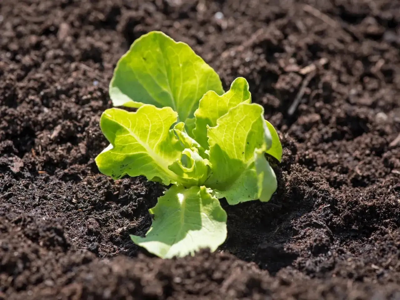 Jak sadzić sałatę do gruntu, aby uniknąć najczęstszych błędów