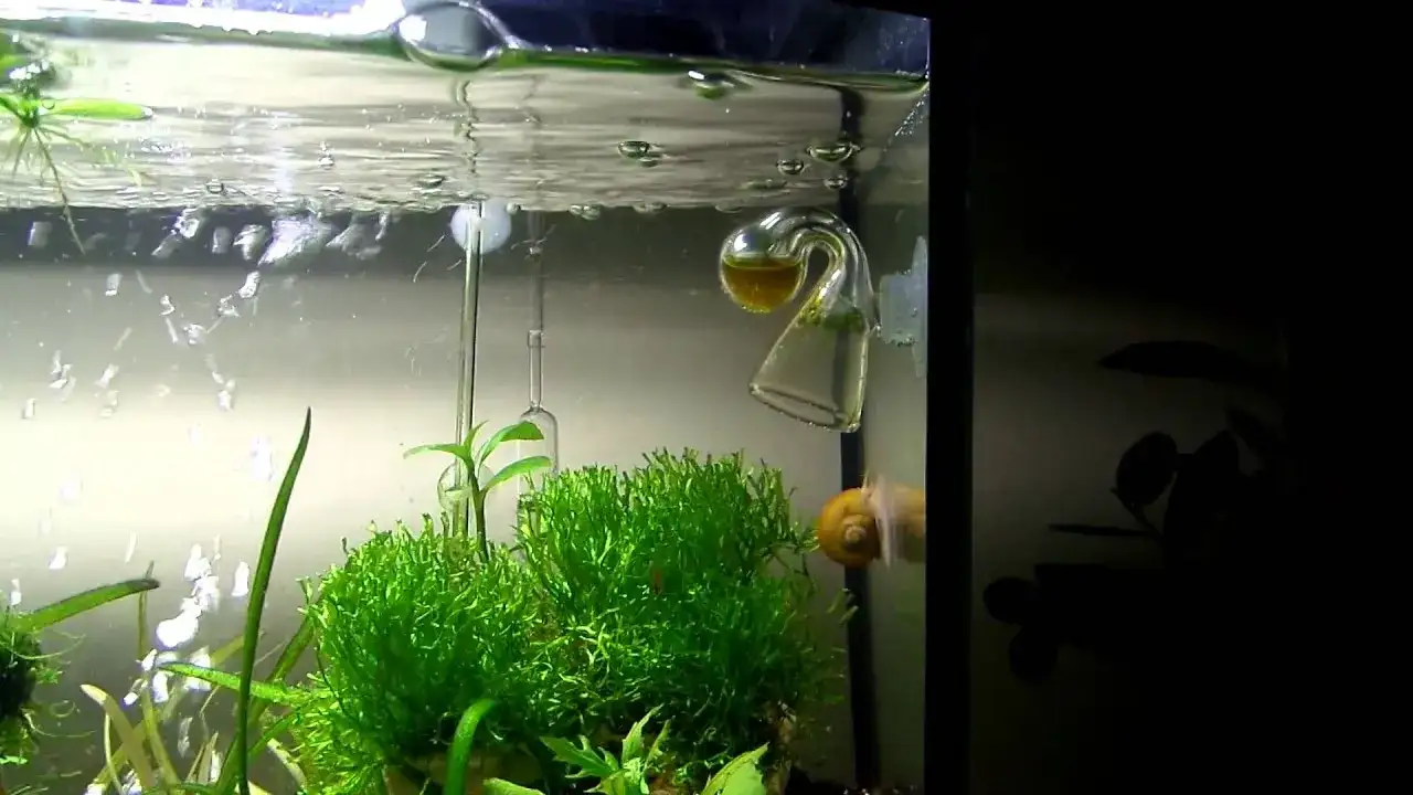 Jak ustawić CO2 w akwarium: krok po kroku dla początkujących