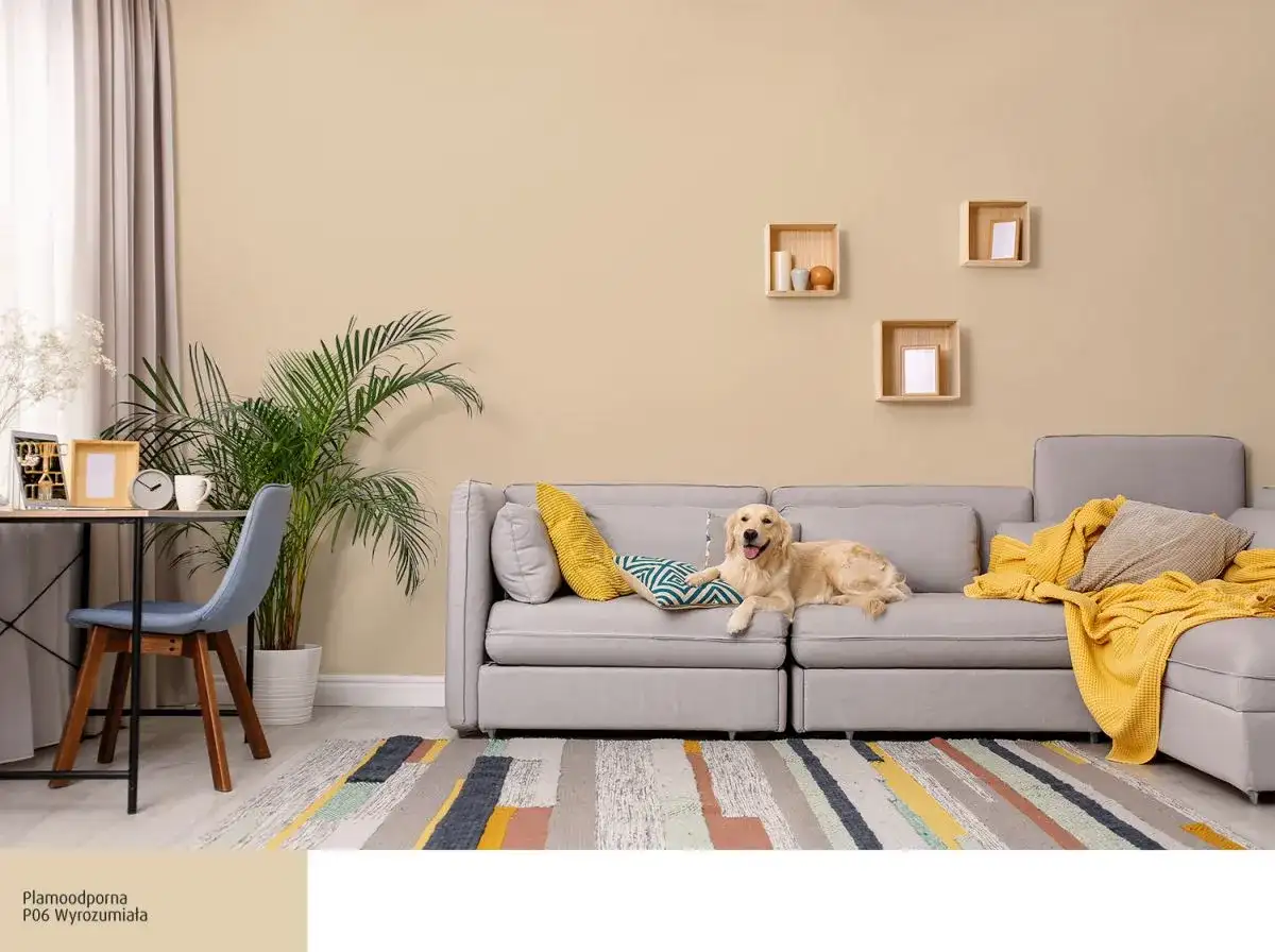 Złoty retriever na kanapie w przytulnym salonie. Ściany w kolorze P06 Wyrozumiała z palety kolorów farb do ścian Śnieżka.