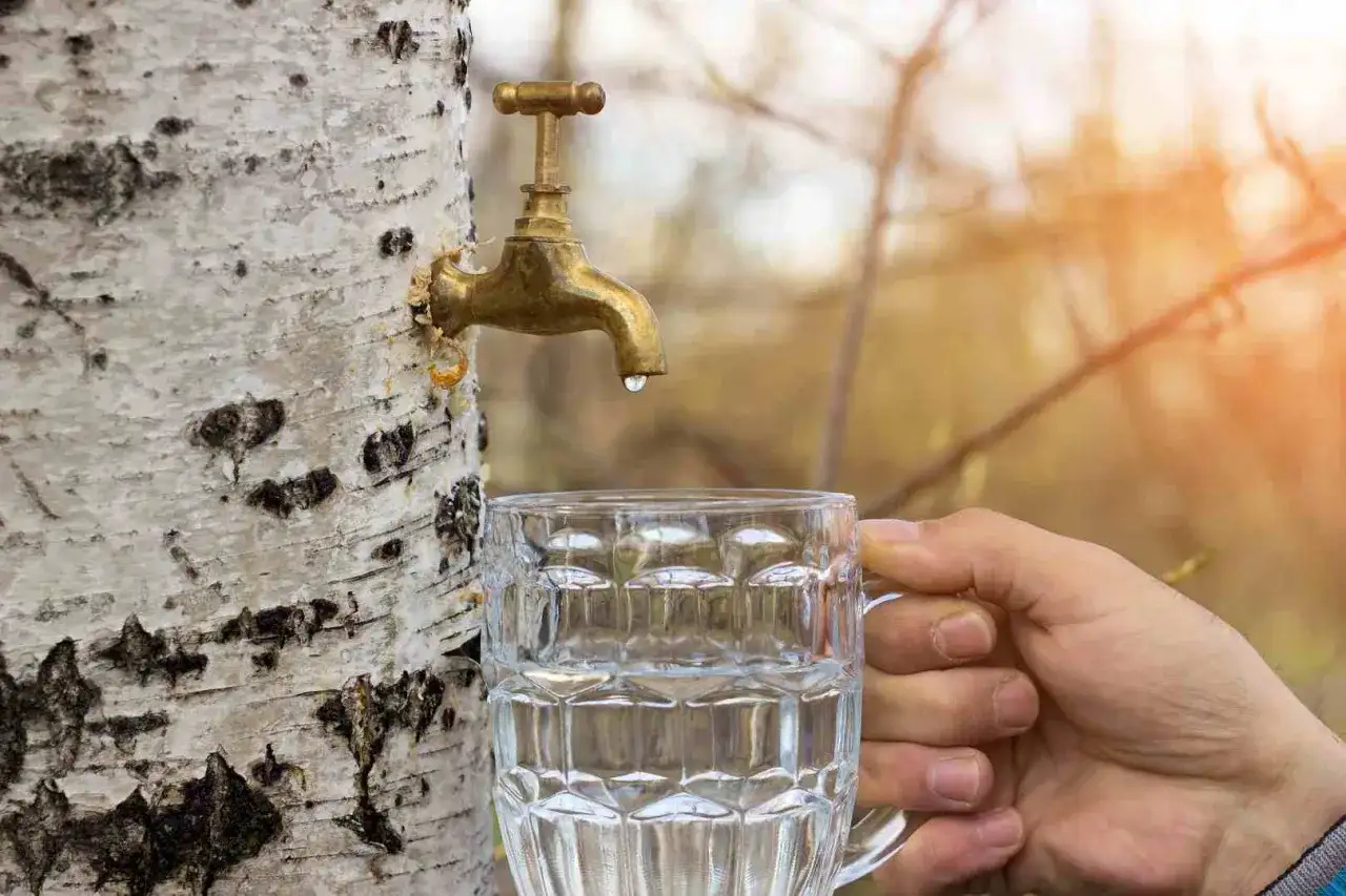 Kropla soku z brzozy kapie z kranu do szklanki trzymanej w dłoni.