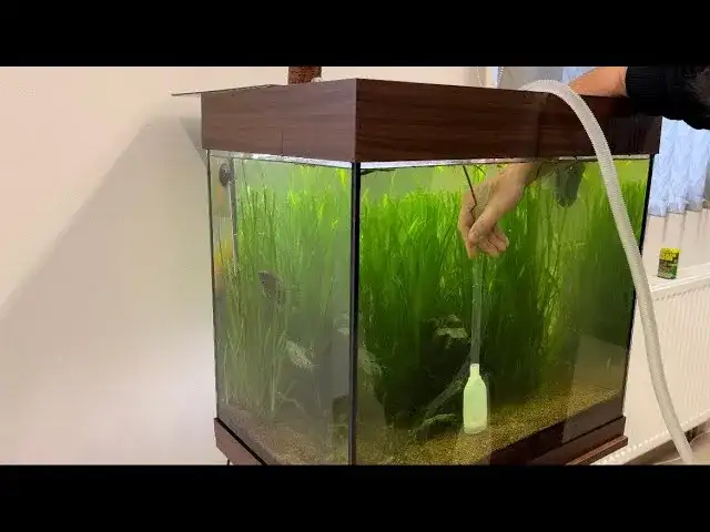 Jak skutecznie odmulać dno akwarium: 5 prostych kroków