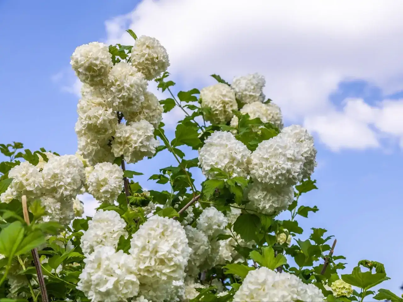 Jak przycinać kalinę, aby uniknąć błędów i cieszyć się kwiatami